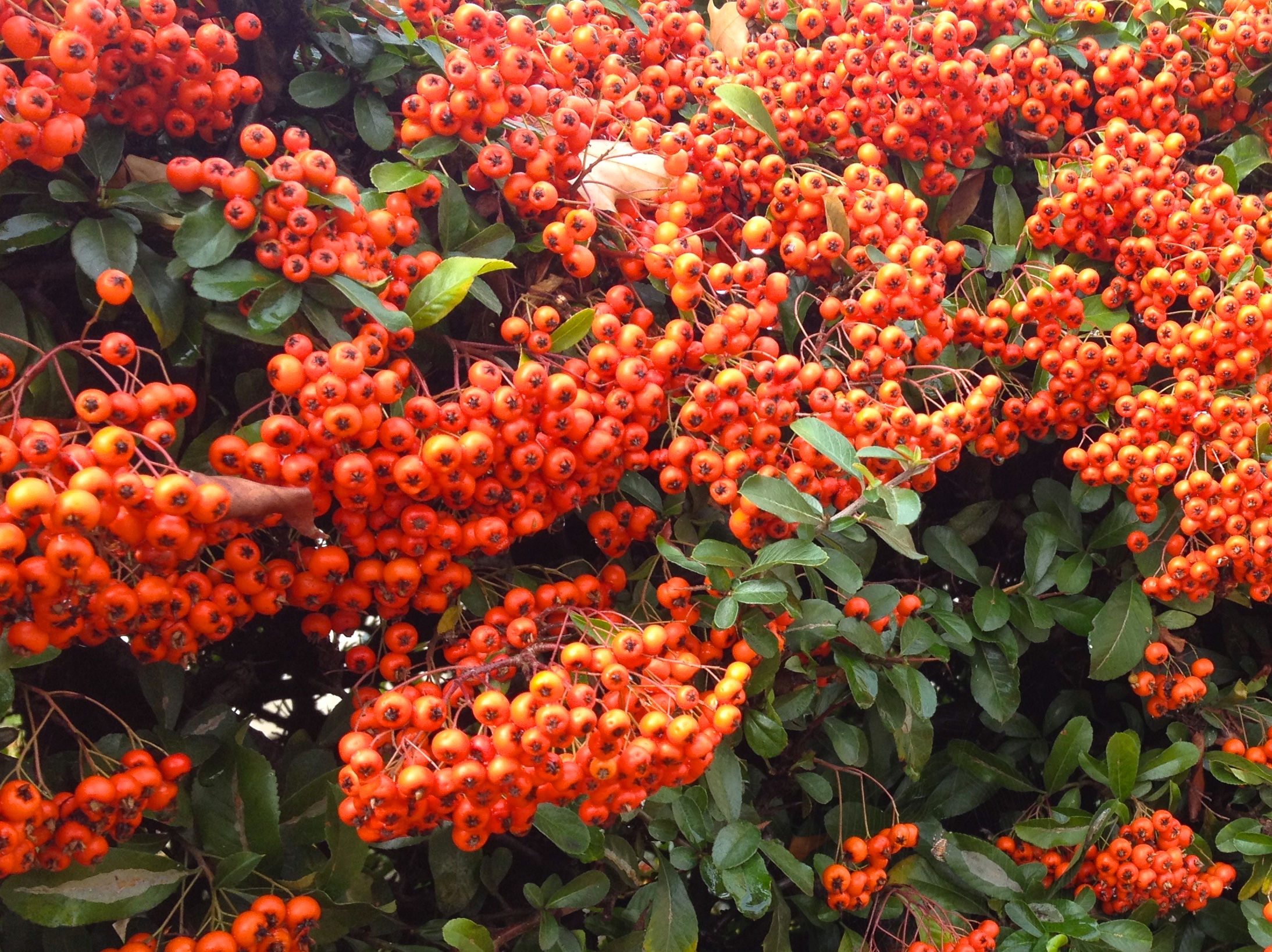 Bright Autumn Red Berries