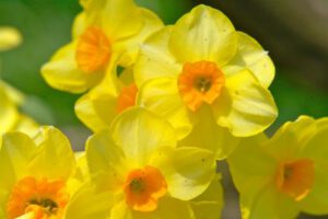 Small daffodills, spring for Acupuncture treatment and renewal